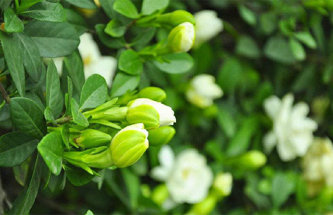 栀子花的花语是什么?栀子花的寓意和象征