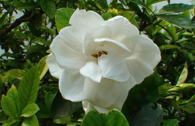 栀子花的花语是什么?栀子花的寓意和象征
