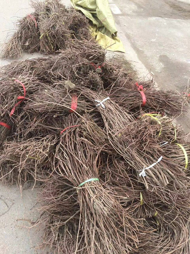 爬山虎几月种植?爬山虎种子种植方法