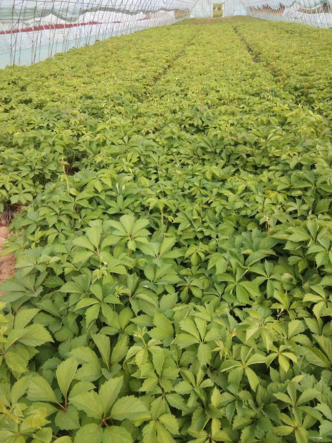 爬山虎几月种植?爬山虎种子种植方法