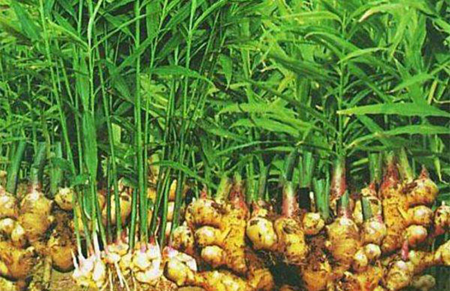 姜几月份种植?生姜的种植方法