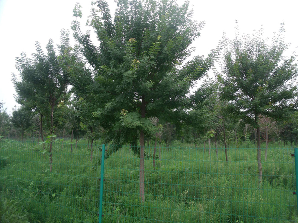 五角枫种植基地实拍