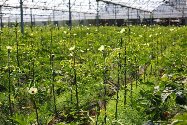 大棚种植秋葵