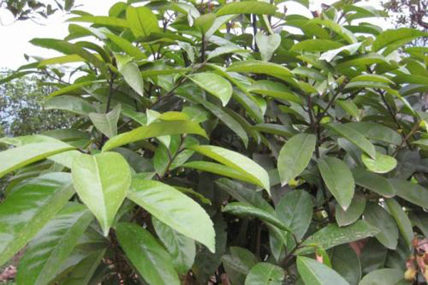 苦丁茶种植