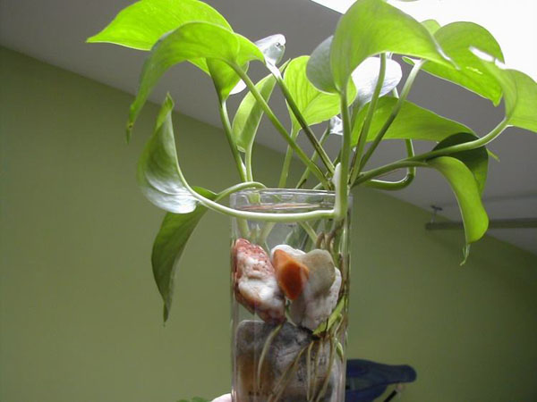 这几盆水培植物适合夏天养