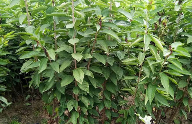 黑珍珠樱桃 黑珍珠樱桃