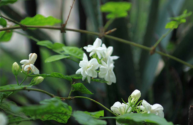 茉莉怎么种植?茉莉树的种植方法