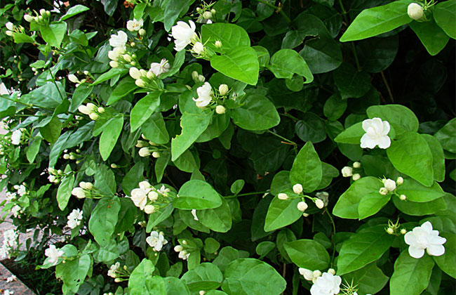 茉莉怎么种植?茉莉树的种植方法