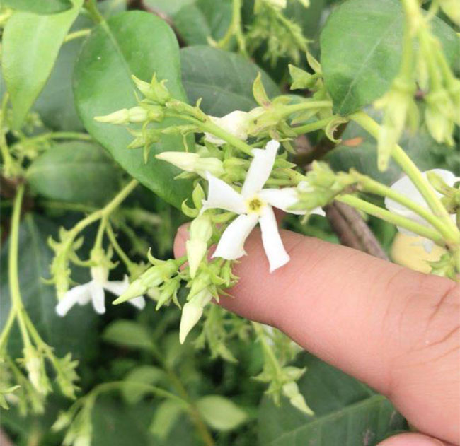 茉莉怎么种植?茉莉树的种植方法