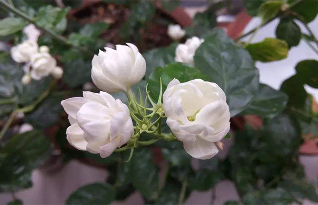 茉莉怎么种植?茉莉树的种植方法