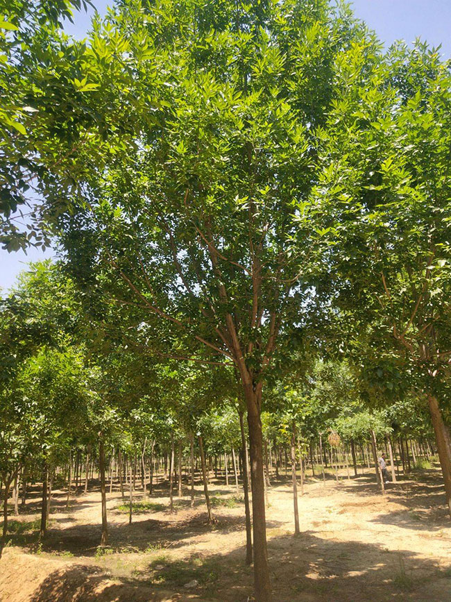 白蜡杆树怎样种植?白蜡杆的种植方法