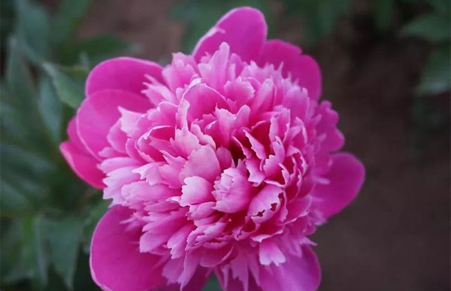 芍药什么时候种植?芍药种植方法