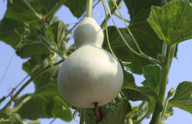 葫芦种子怎么种?葫芦的种植方法和时间