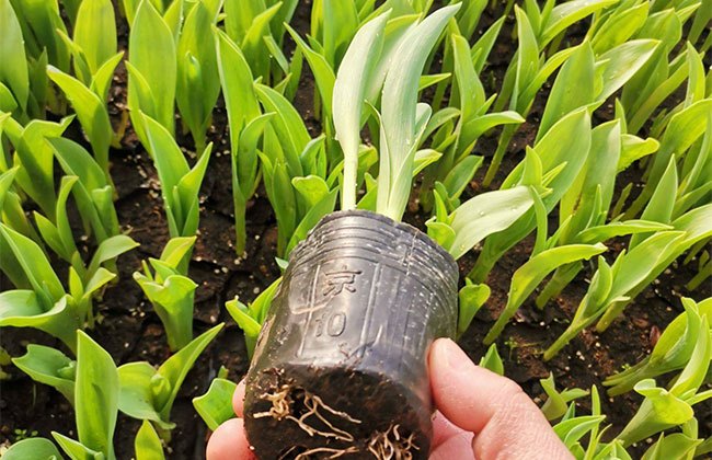 郁金香种球多久发芽?郁金香种球种植方法
