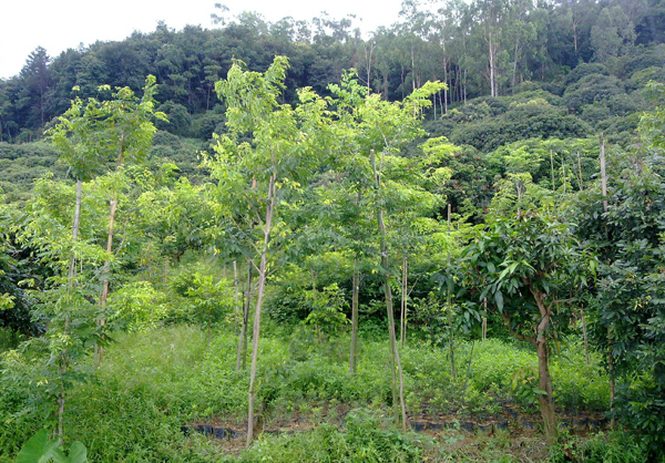黄花梨