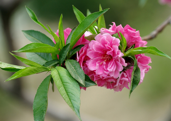 碧桃花
