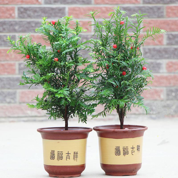 红豆杉盆栽