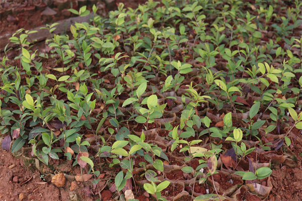 油茶苗多少钱一棵？油茶苗种植技术方法