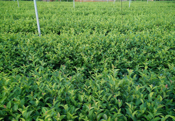 油茶苗