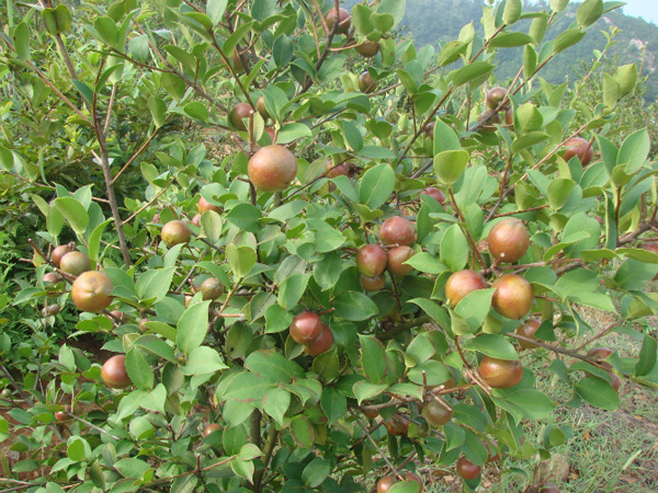 油茶树