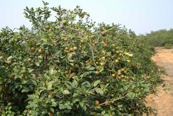 油茶树