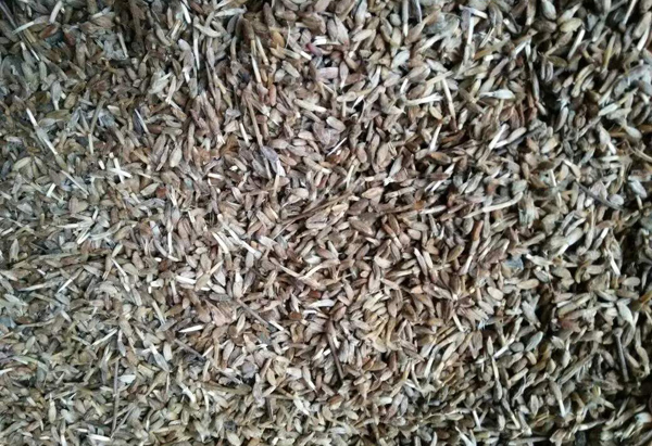 白术种子多少钱一斤？白术种植技术