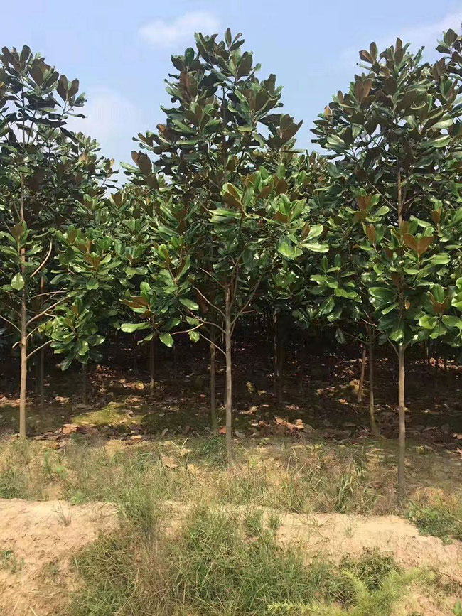广玉兰价格行情