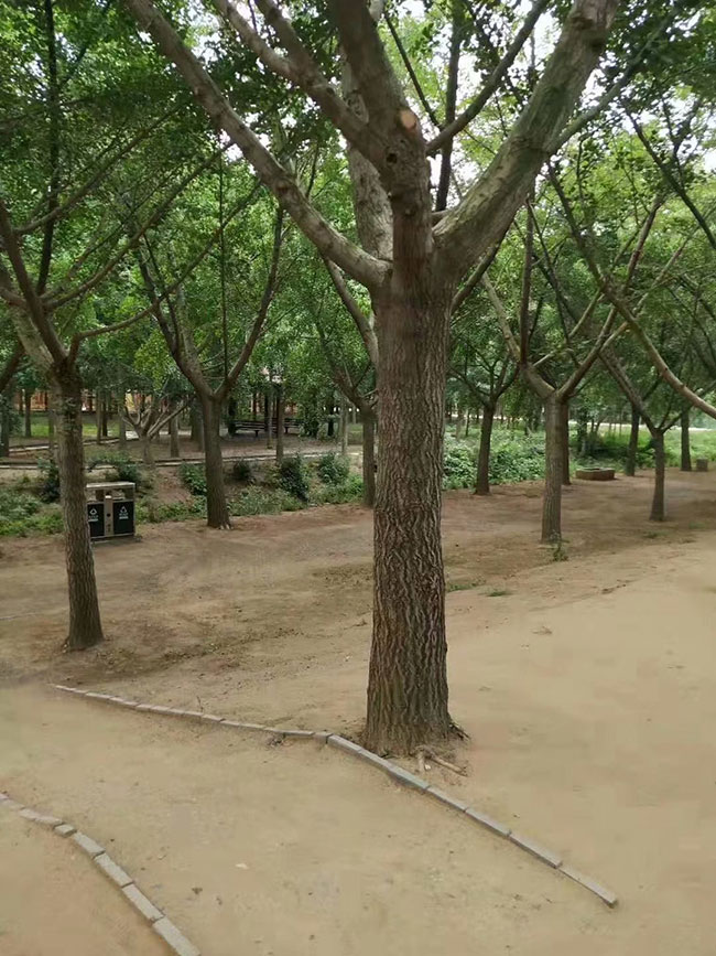 银杏树价格