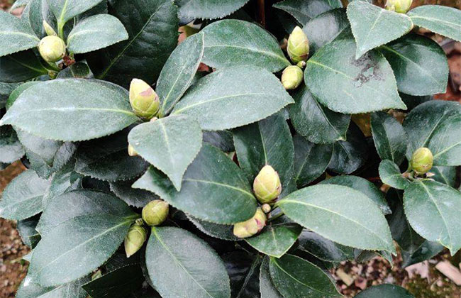 茶花多少钱一棵?2020年茶花价格最新行情预测