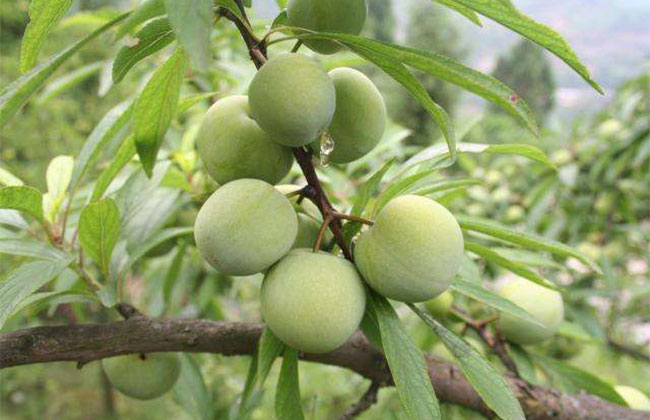 李子树苗什么时候种植好?李子苗种植方法