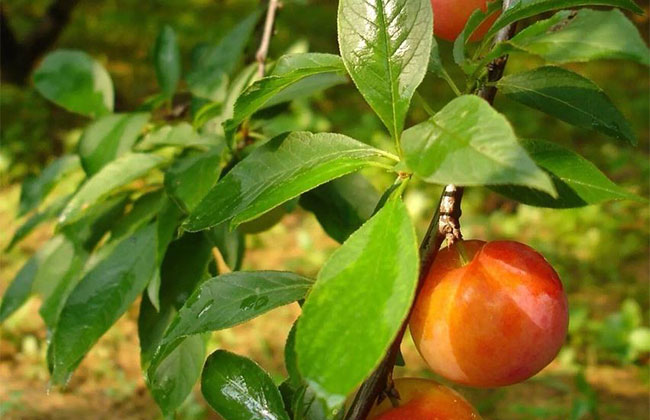 李子树苗什么时候种植好?李子苗种植方法