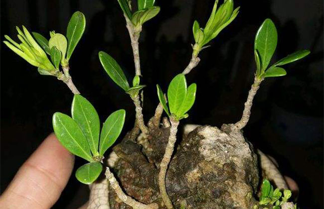 栀子苗多少钱一棵?2020年栀子花价格表最新行情预测