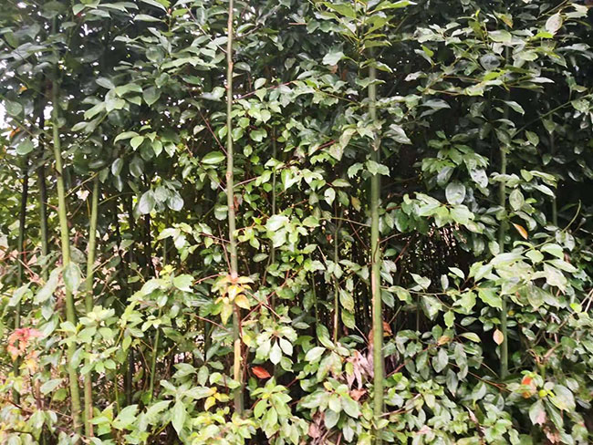 香樟树苗