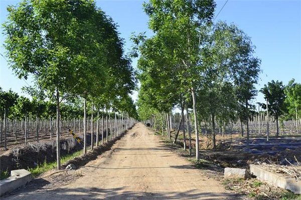 速生白蜡多少钱一棵？2020年速生白蜡价格最新行情预测