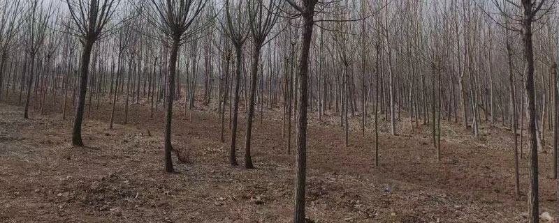什么平台上可以卖树 什么平台上可以卖树
