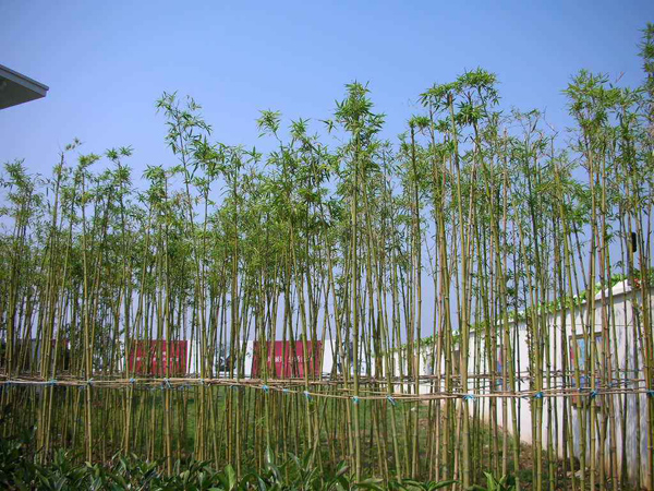 刚竹
