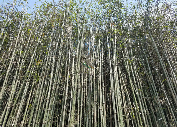 刚竹