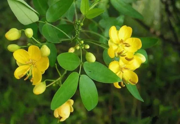 决明子开花