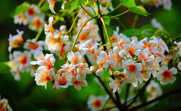 油桐开花