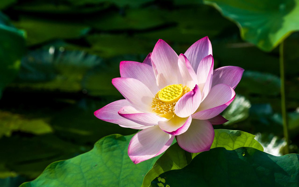 荷花