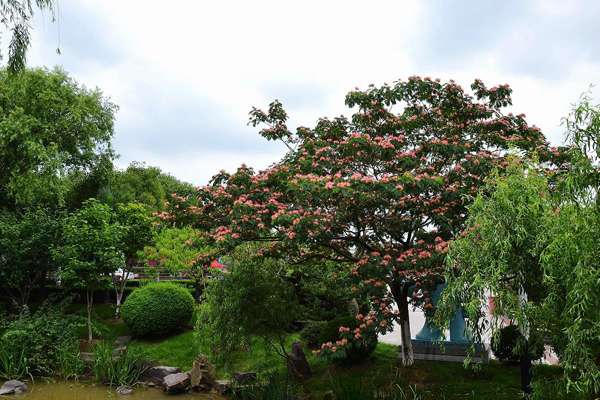 合欢树