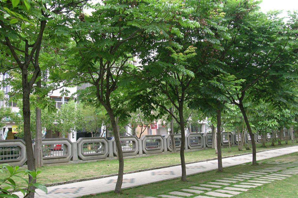 栾树