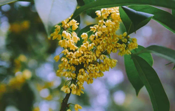 桂花多少钱一棵？2020年桂花价格最新行情预测