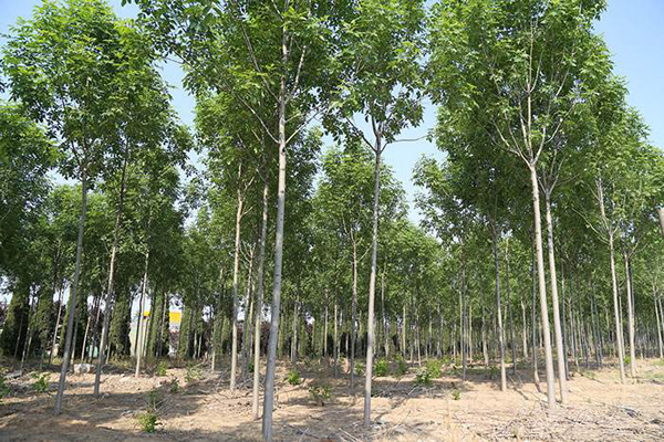 白蜡树行情多少钱一棵？2020年白蜡树价格最新行情预测