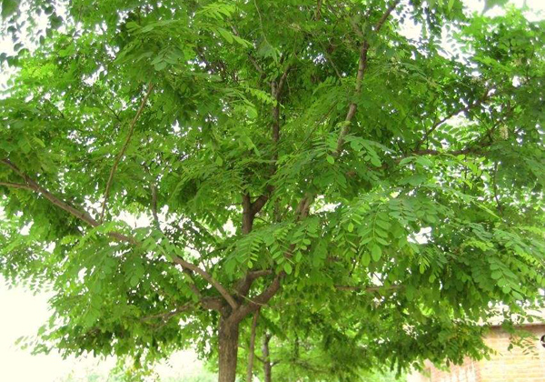 白蜡树
