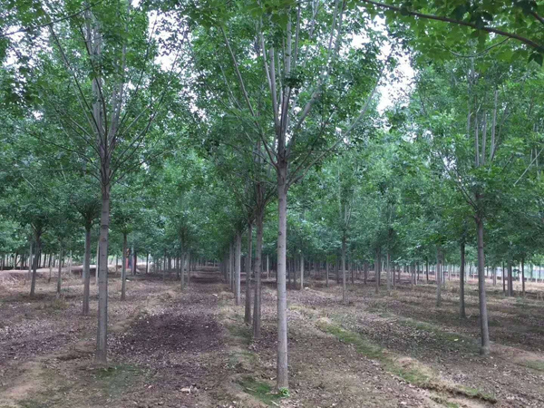 白蜡树