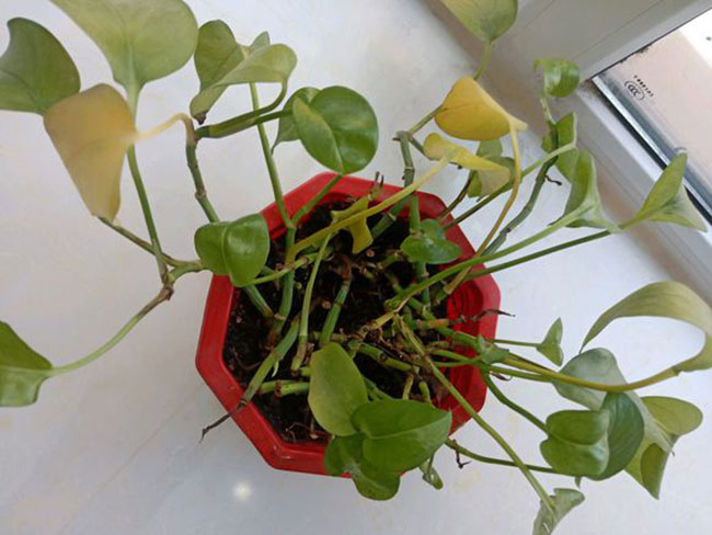 绿萝种植用什么土壤?绿萝种植方法介绍