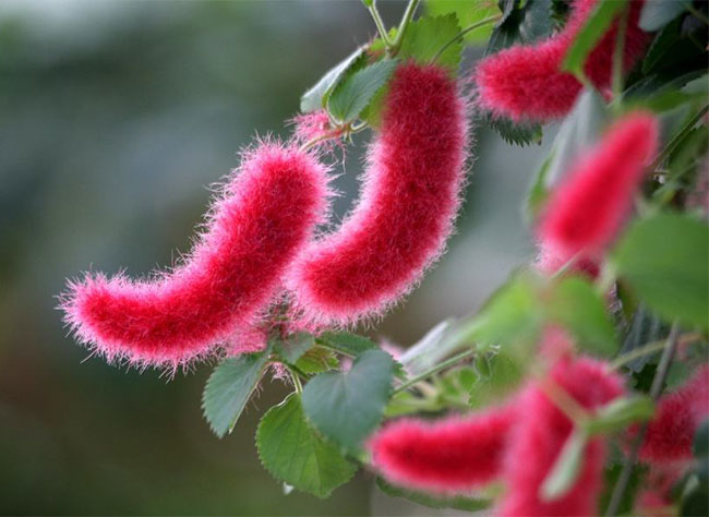 猫尾红的种植方法
