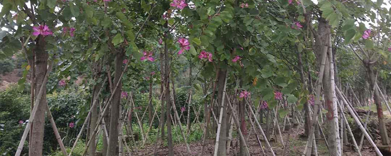 金昌市花是什么花 金昌市花是什么花