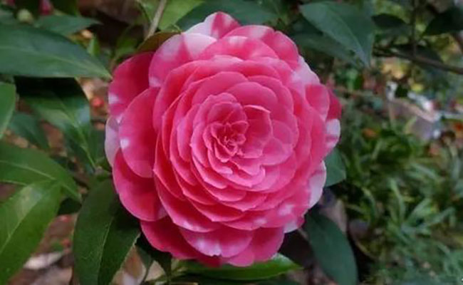 茶花